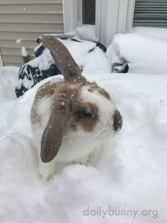 Bunny Checks Out the Newly-Fallen Snow 2