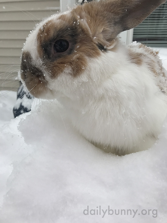 Bunny Checks Out the Newly-Fallen Snow 3