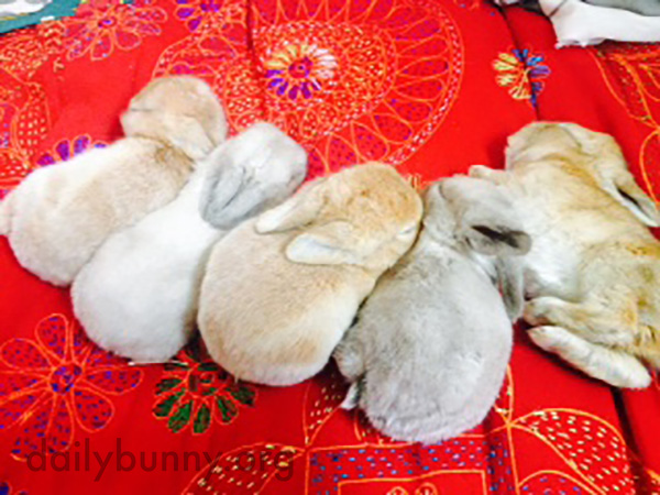 Baby Bunnies Pass Out After a Feeding