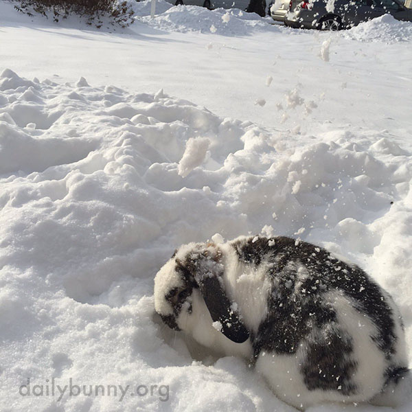 Bunny Explores the Snow 1