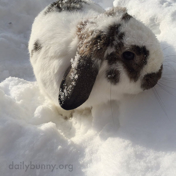 Bunny Explores the Snow 2