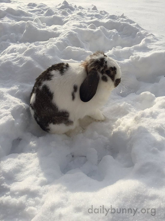 Bunny Explores the Snow 3