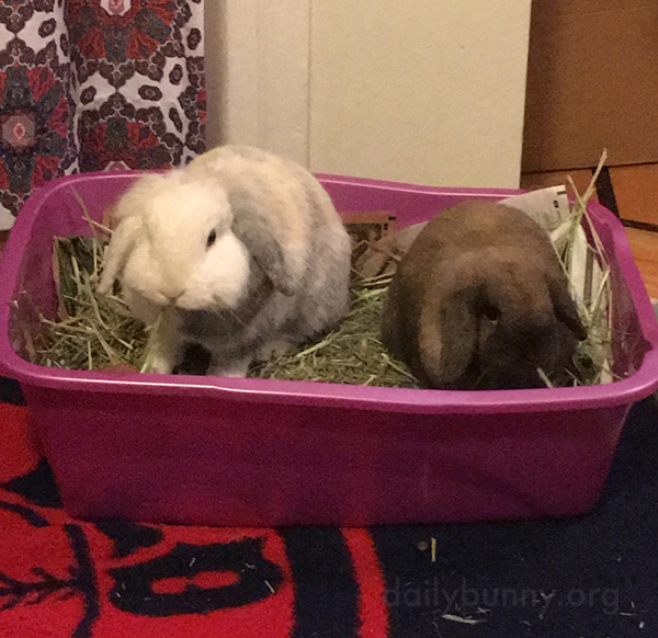 Bunnies Share the Litter Box and a Snack
