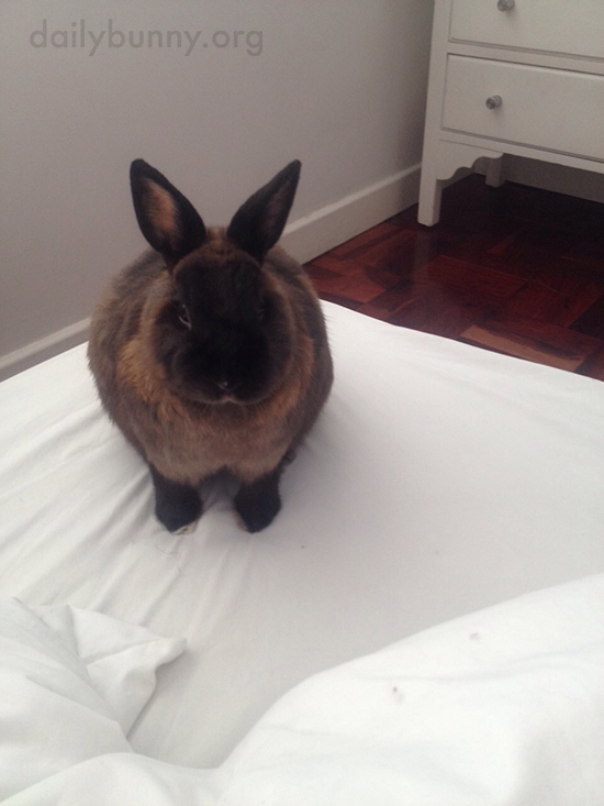 Bunny Will Supervise the Making of the Bed
