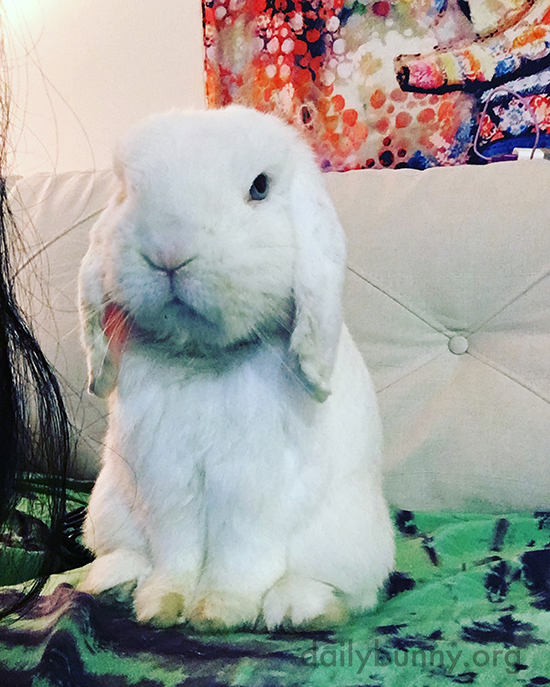 Bunny Gives the Camera a Little Side-Eye