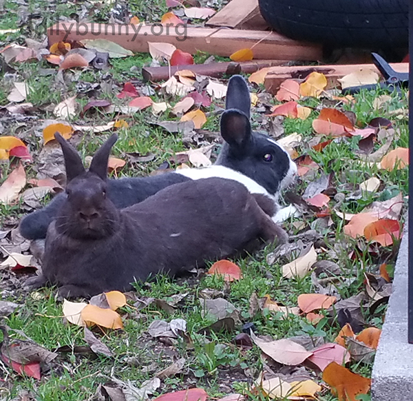 Bunnies Relax in the Leafy Yard