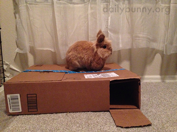 Bunny Can Sit on the Box or in the Box