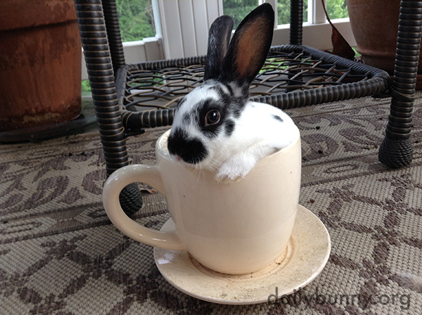 That Is One Fluffy Latte!