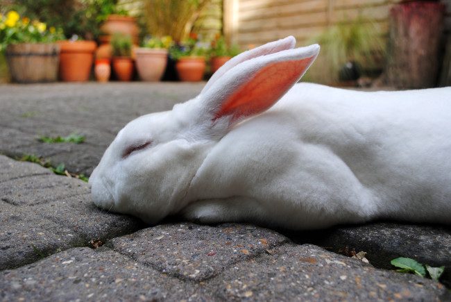 Bunny Naps on the Cool Bricks of the Patio