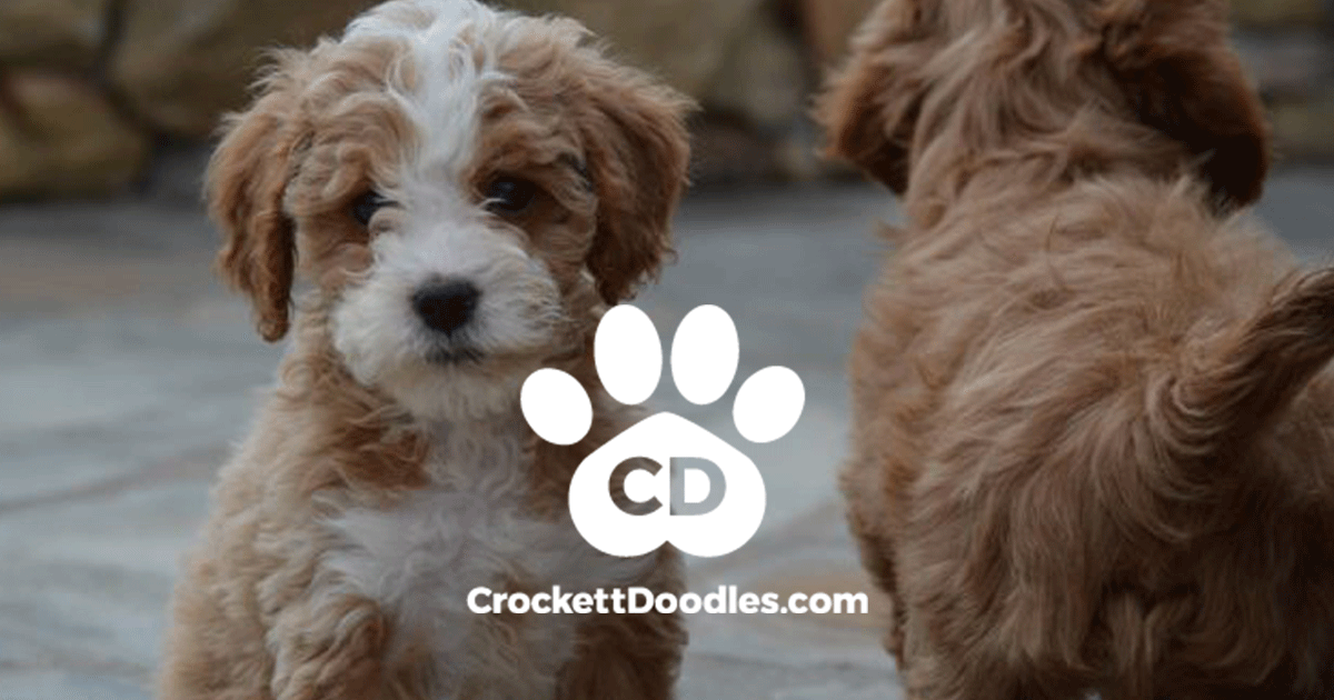 www.crockettdoodles.com