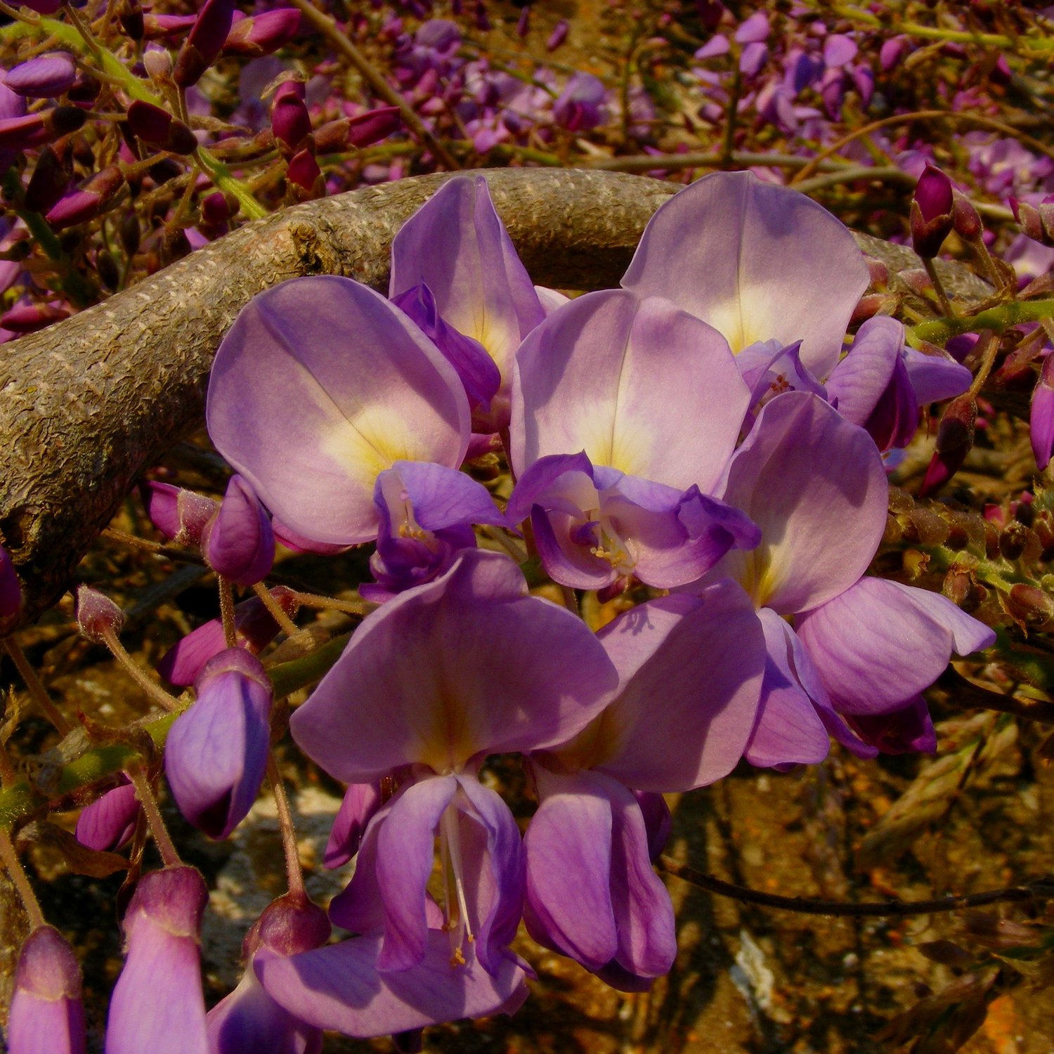 wisteria flower essence ~ intimate expression | saskia's flower essences