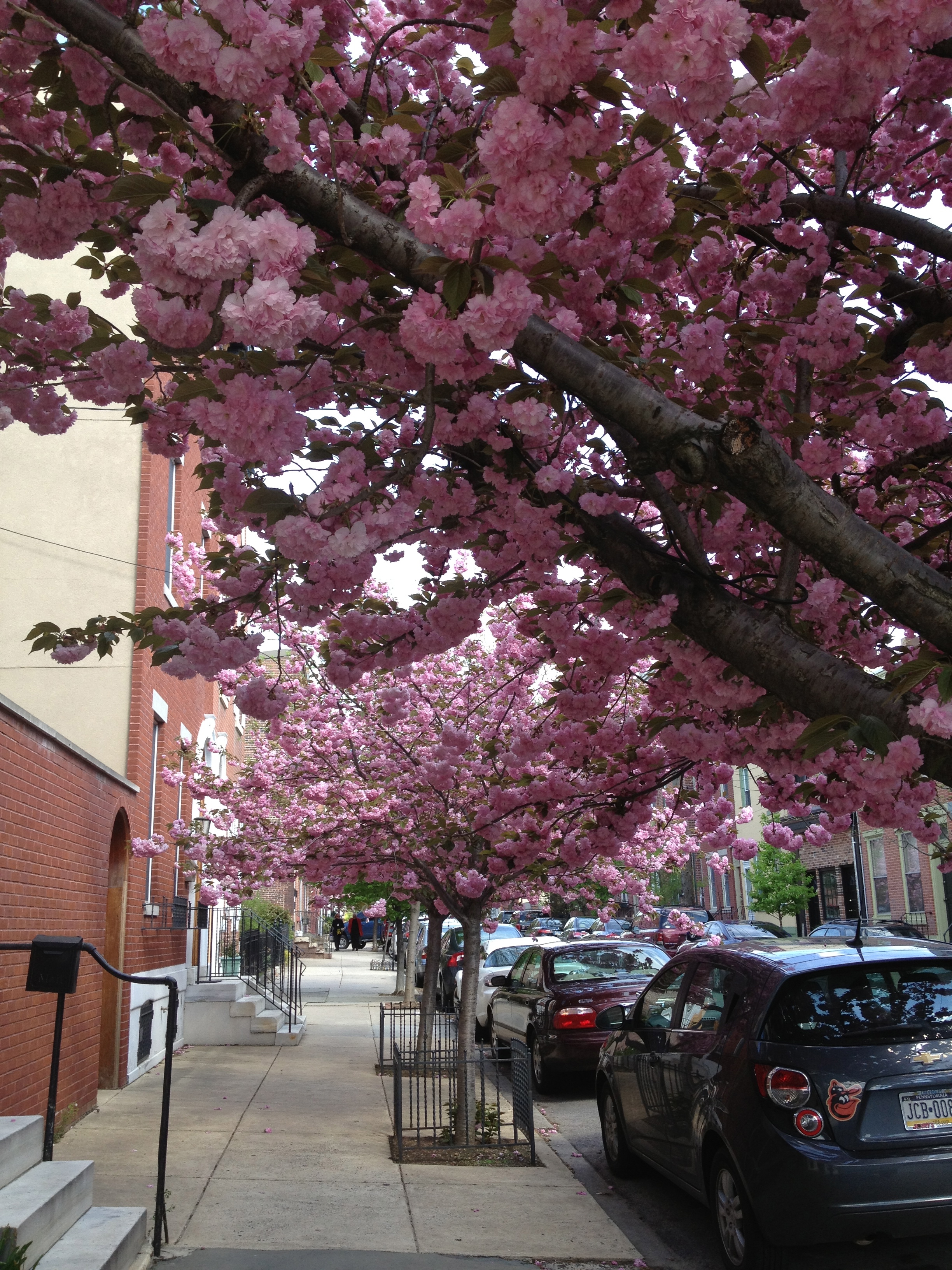 Philadelphia-Fairmount-Pink-Flowers-Blooming