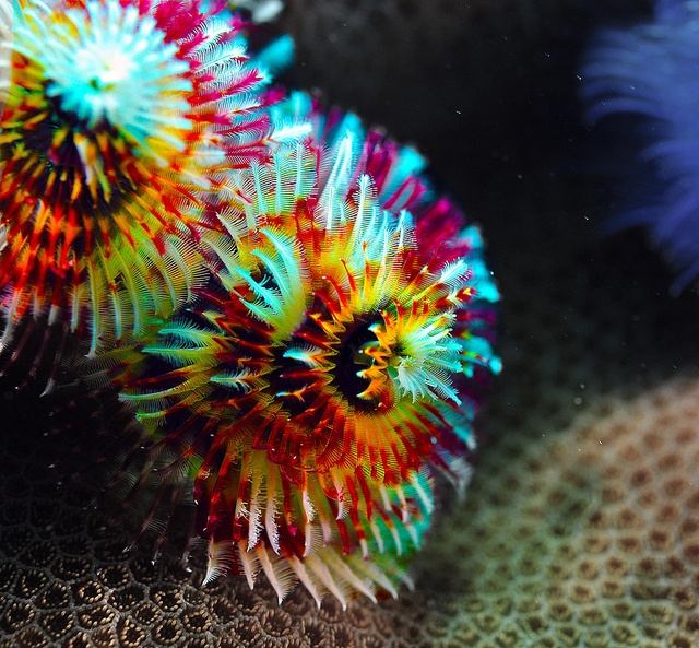 Five fast facts about Christmas Tree Worms — Luxury Yachts Whitsundays | Bareboating and Crewed ...