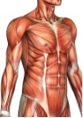 Strong abdominal muscles stabilize and support your low back.