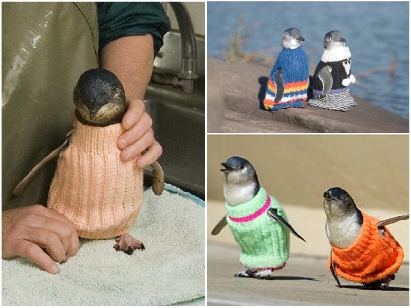 knits-penguins