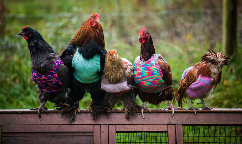 knits-chickens