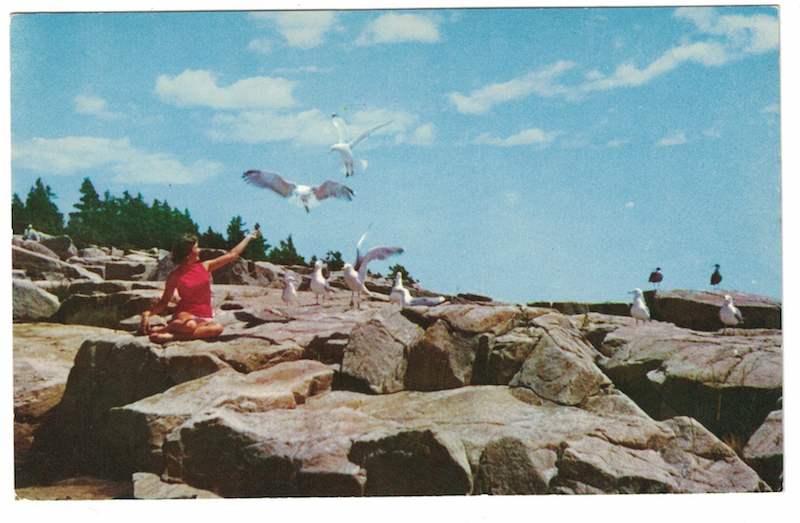 postcard-seagulls