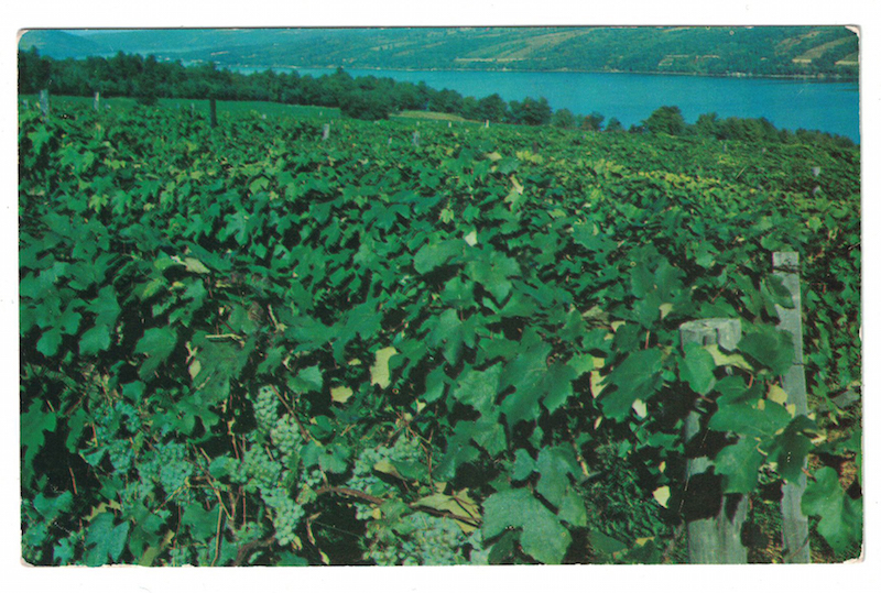 postcard-vineyards