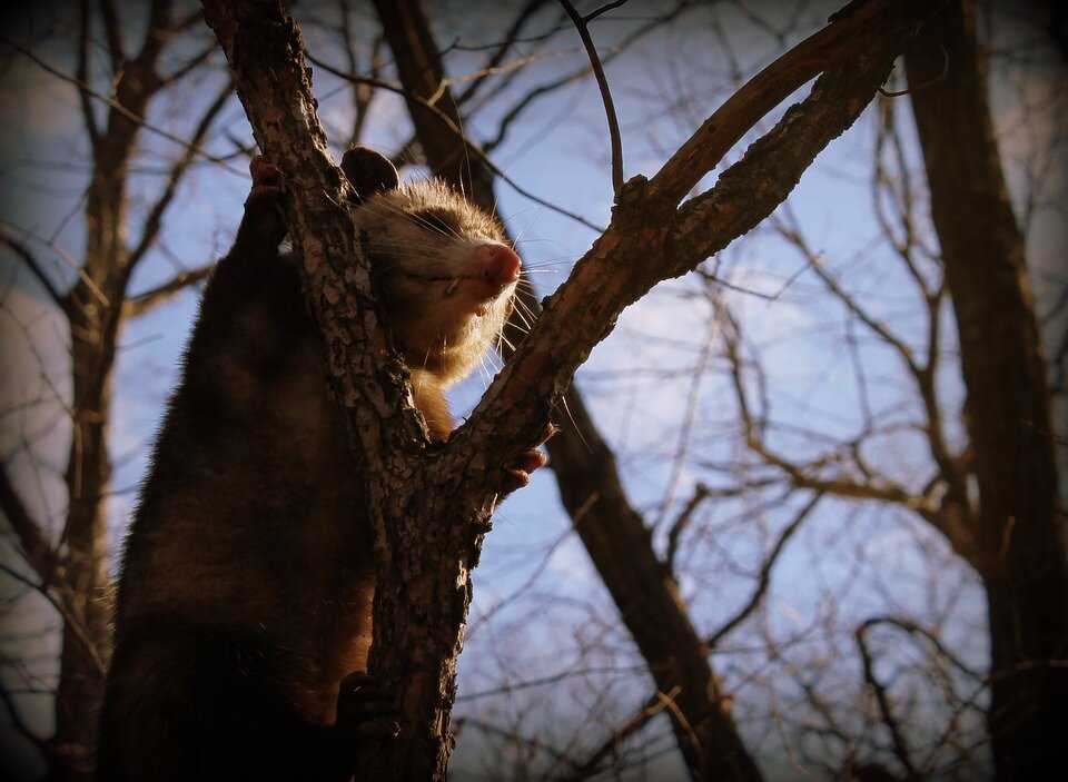 The Opossum: Benefits & Misconceptions — Furbearer Conservation