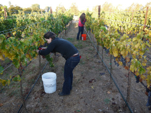 Zotovich, foreground, and Clifford, pick grenache from a vineyard near Ballard on the morning of Oct. 10.