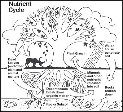 The nutrient cycle describes how nutrients move from the physical environment into living organisms, and are subsequently recycled back to the physical environment. (USDA) 
