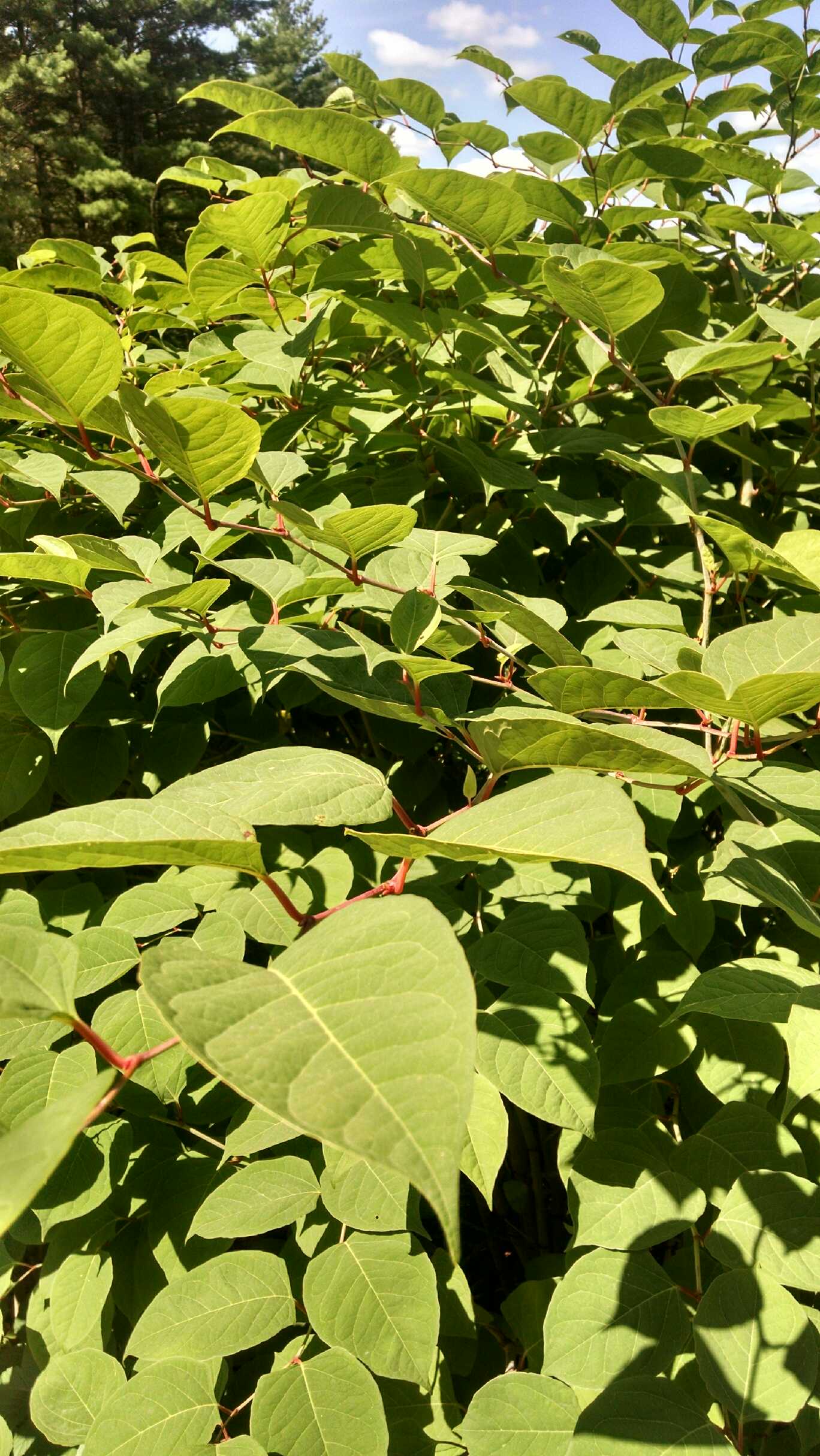 Knotweed can quickly become an invasive pest in natural areas as well as landscapes and can be found in the city as well as suburban landscapes.  