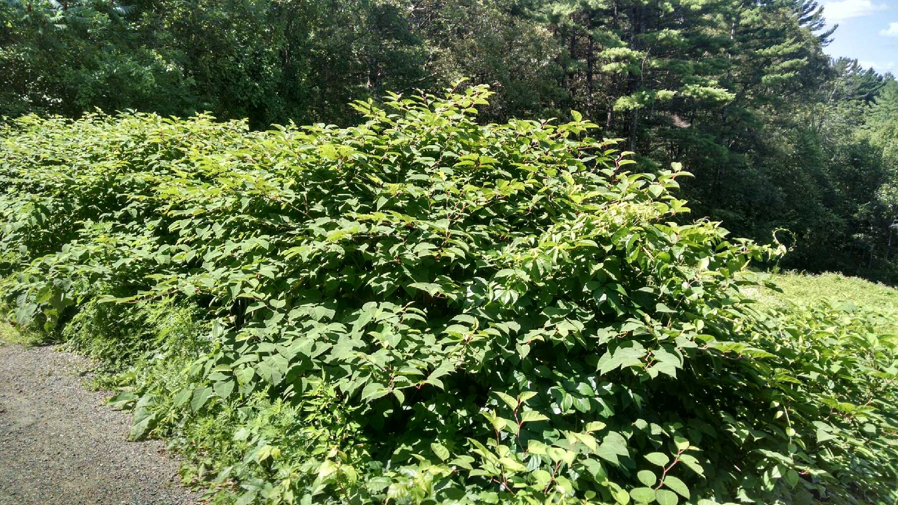 Japanese Knotweed is an aggressively growing herbaceous perennial often occurs in large monocultures and can reach heights of 10 feet.  