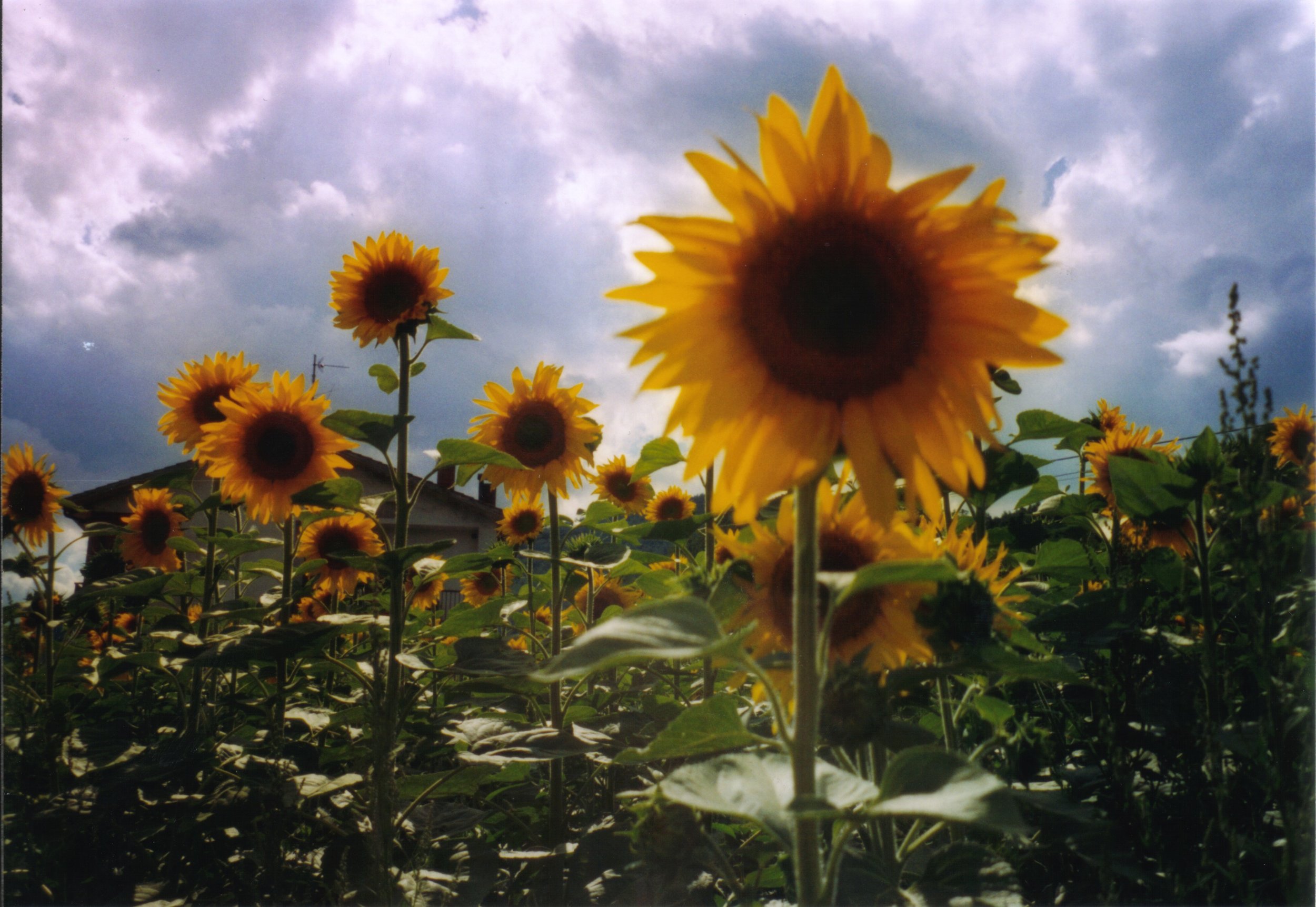 sunflowers3.jpg