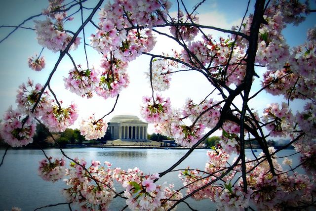 jefferson-and-blossoms-640x480.JPG