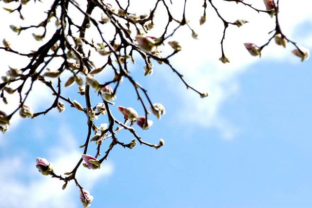 magnoliainbloom-640x480.jpg