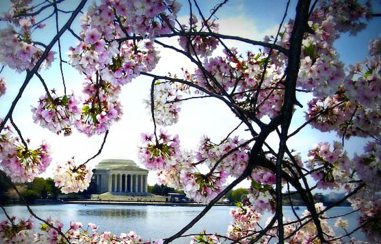 jefferson-and-blossoms-640x480.jpg
