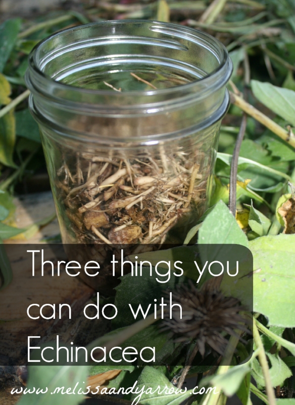 Echinacea And 3 Ways You Can Use It Melissa And Yarrow