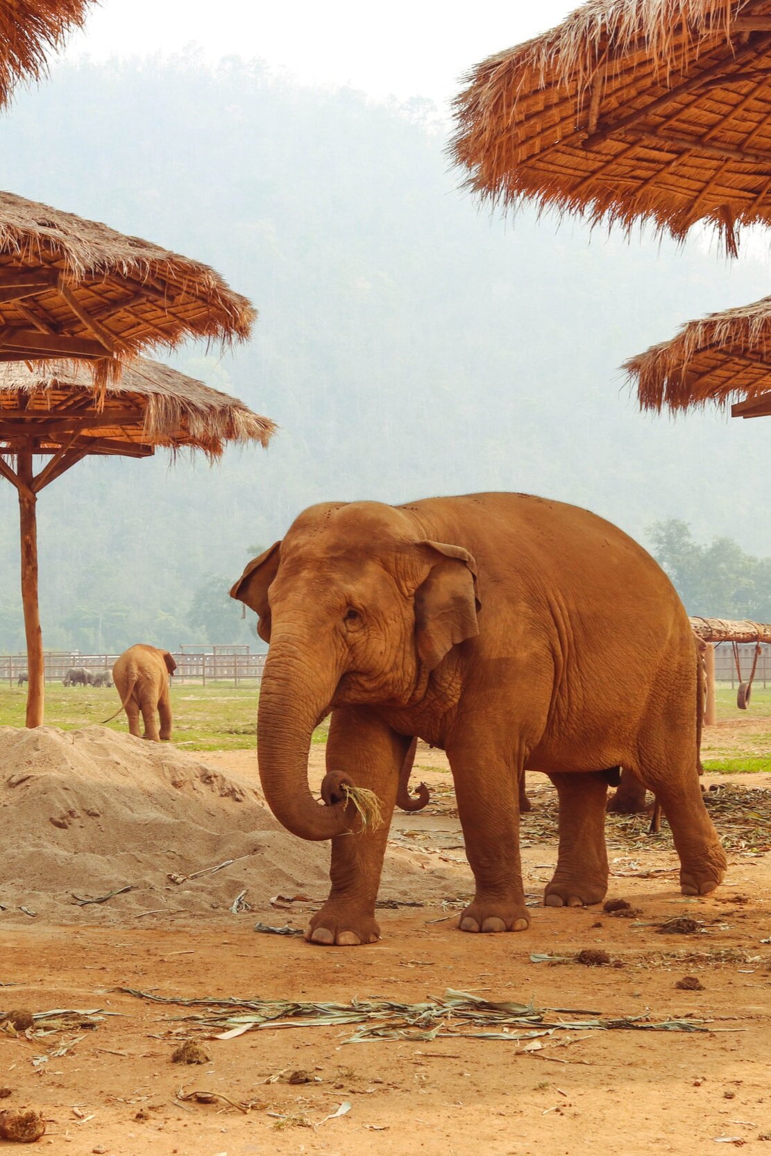 A Week in the Life at Chiang Mai's Elephant Nature Park — Girls Who Explore