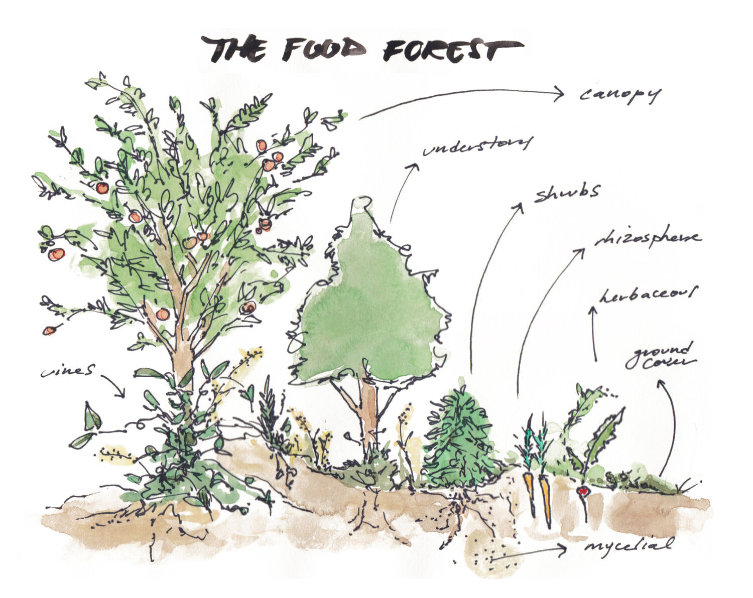 What is a Food Forest?  — Garden City Harvest