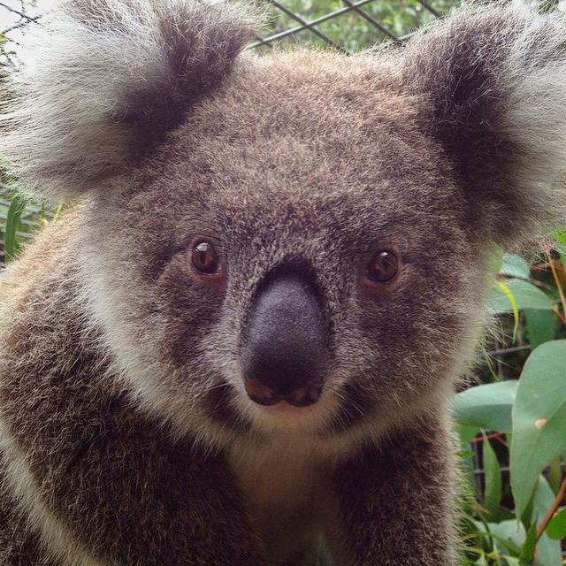 Koalas photo by Sacred Familiar