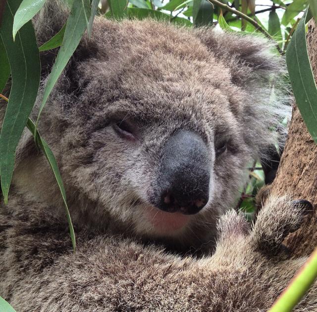 Koalas photo by Sacred Familiar