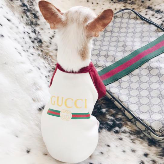 gucci shirt for dogs