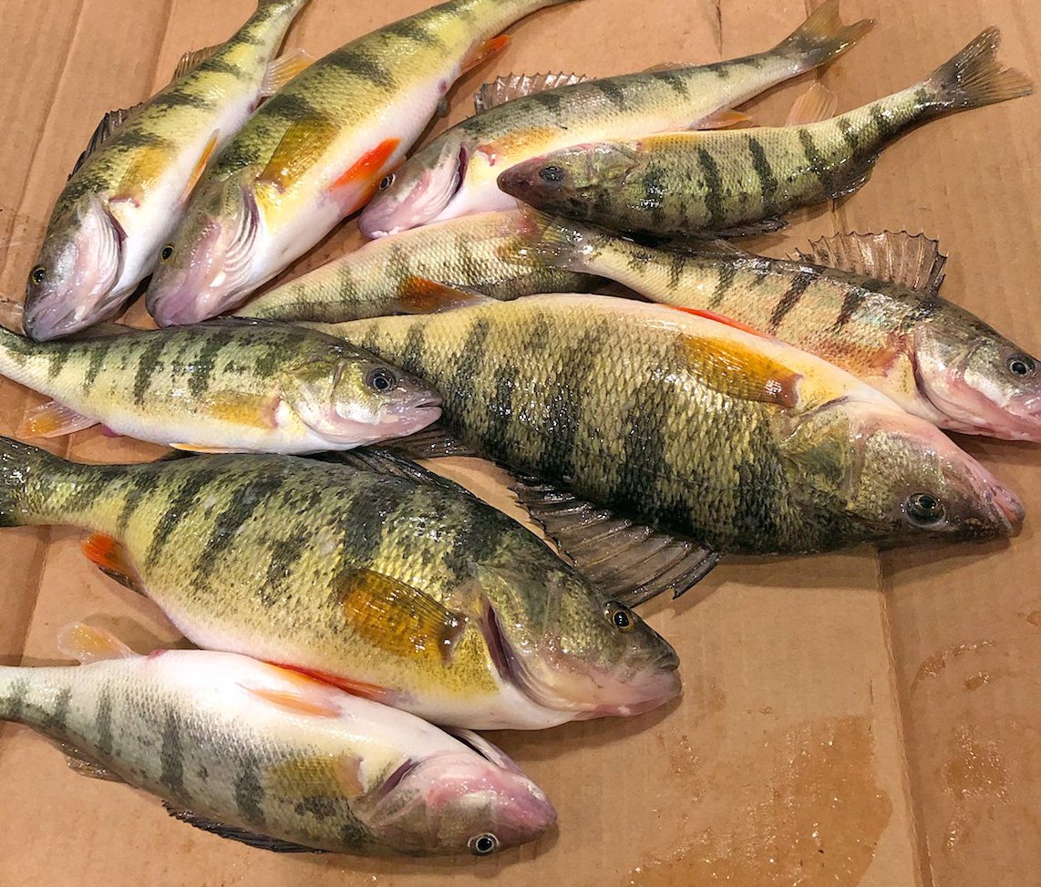 Wildlife Watching Wednesday: A School of Yellow Perch — Global