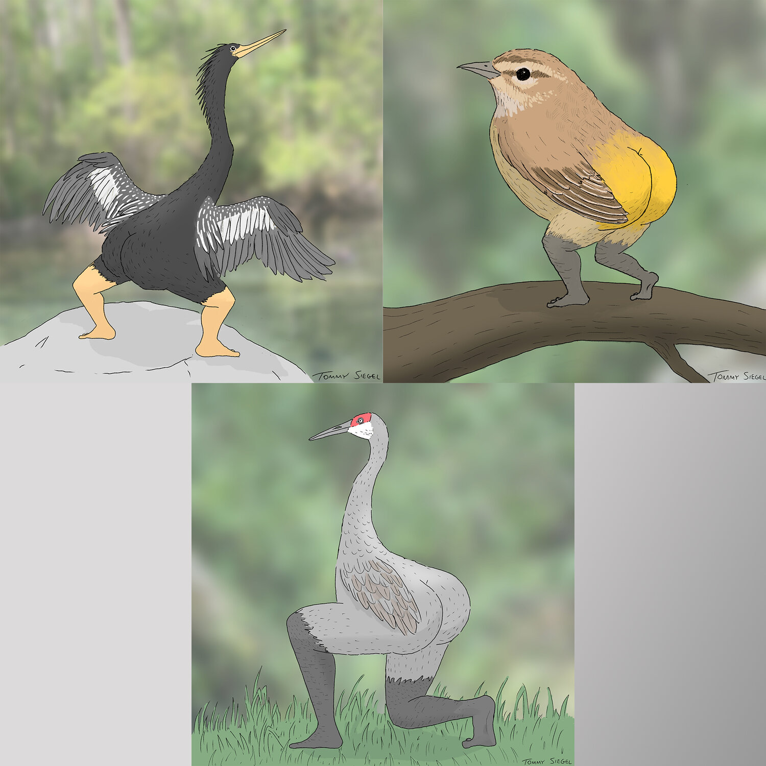 Extremely Accurate Birds of Florida Prints (Set of 3 Small Prints