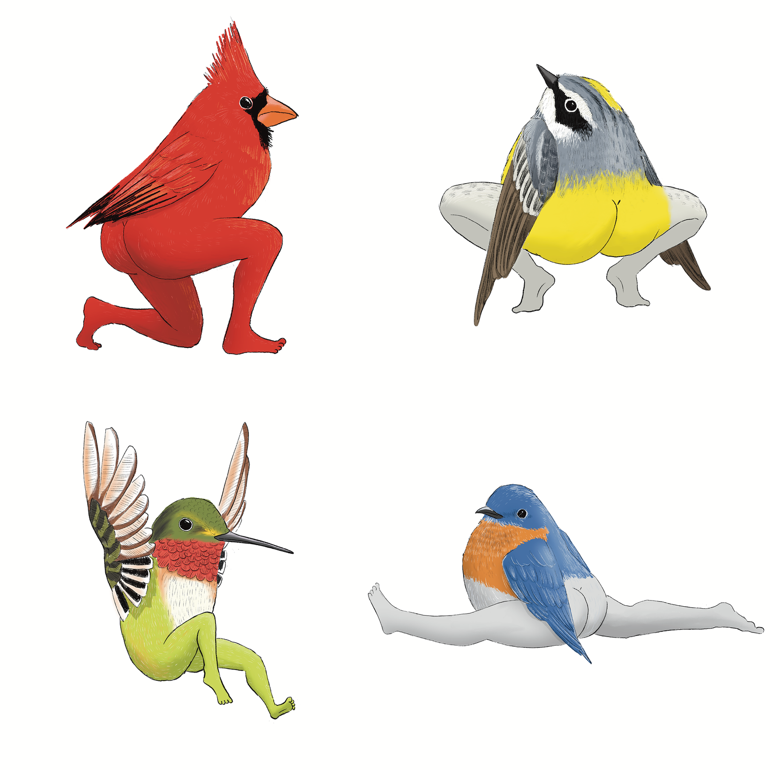 2023 Edition Precise Bird Stickers for Expert Birders Tommy Siegel
