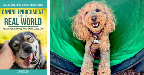 Canine Enrichment for the Real World - Pet Harmony
