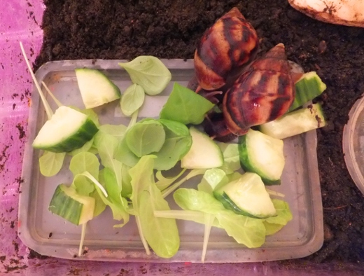 What Do Giant African Land Snails Eat? — Giant African Land Snails