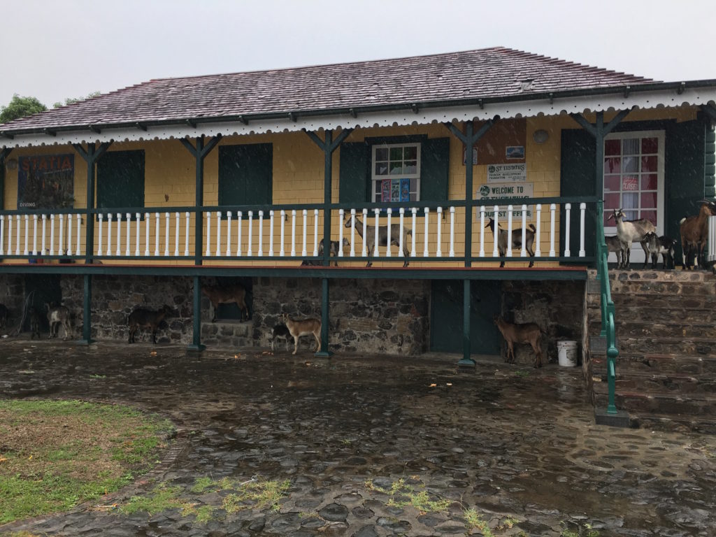 Goat families "waiting" for the Sint Eustatius Tourist Office to Open