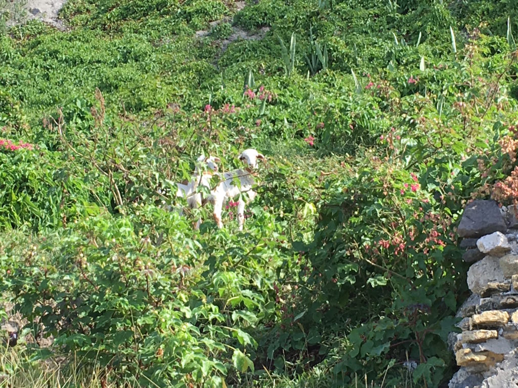 Goats on the cliff along the Bay Path Road munching on plants