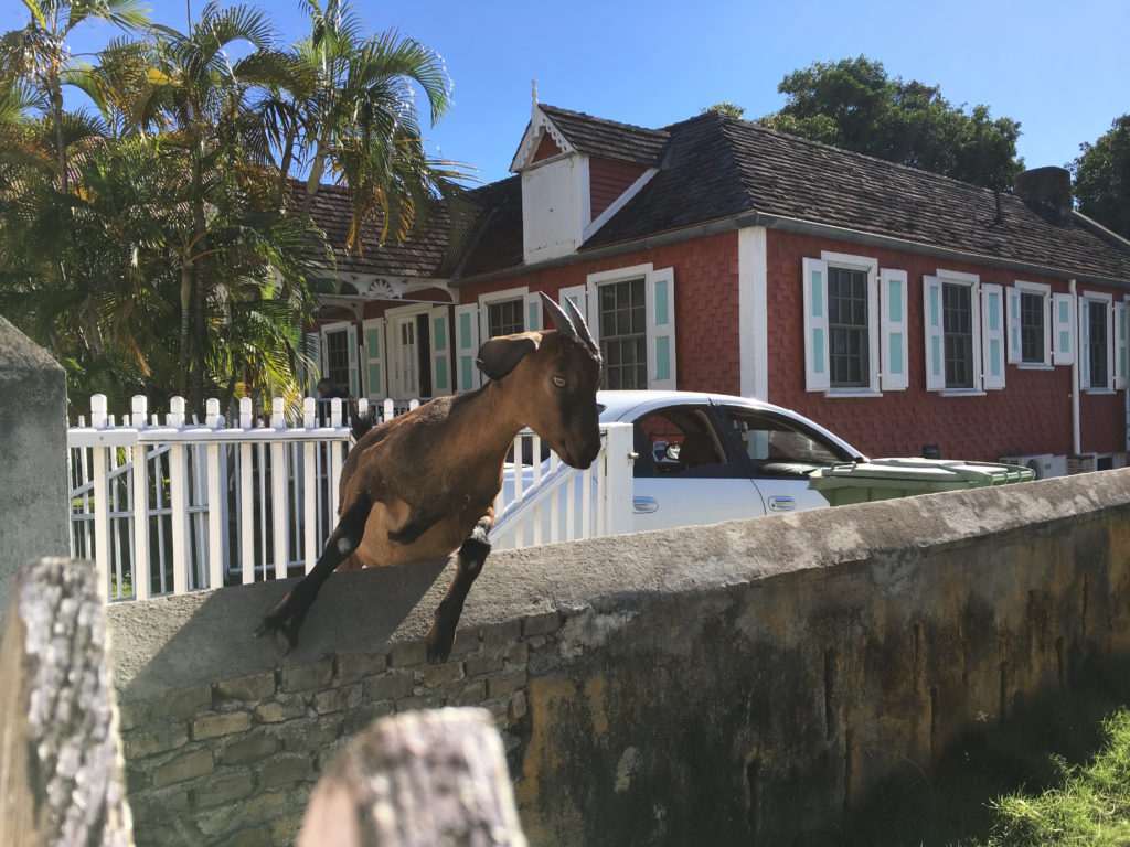Goat jumping a Statian fence to enter a garden