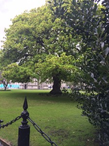 Trinity College Tree