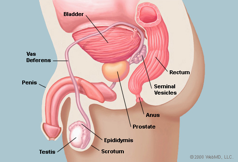 The male reproductive system. Image: Web MD