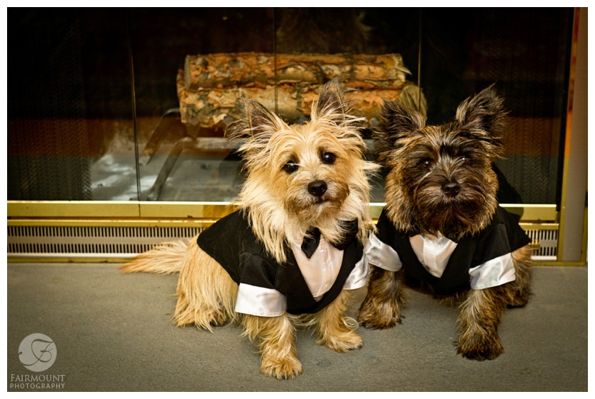Dogs in tuxedoes