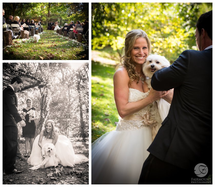 ring bearer dog at The Old Mill in Rose Valley wedding