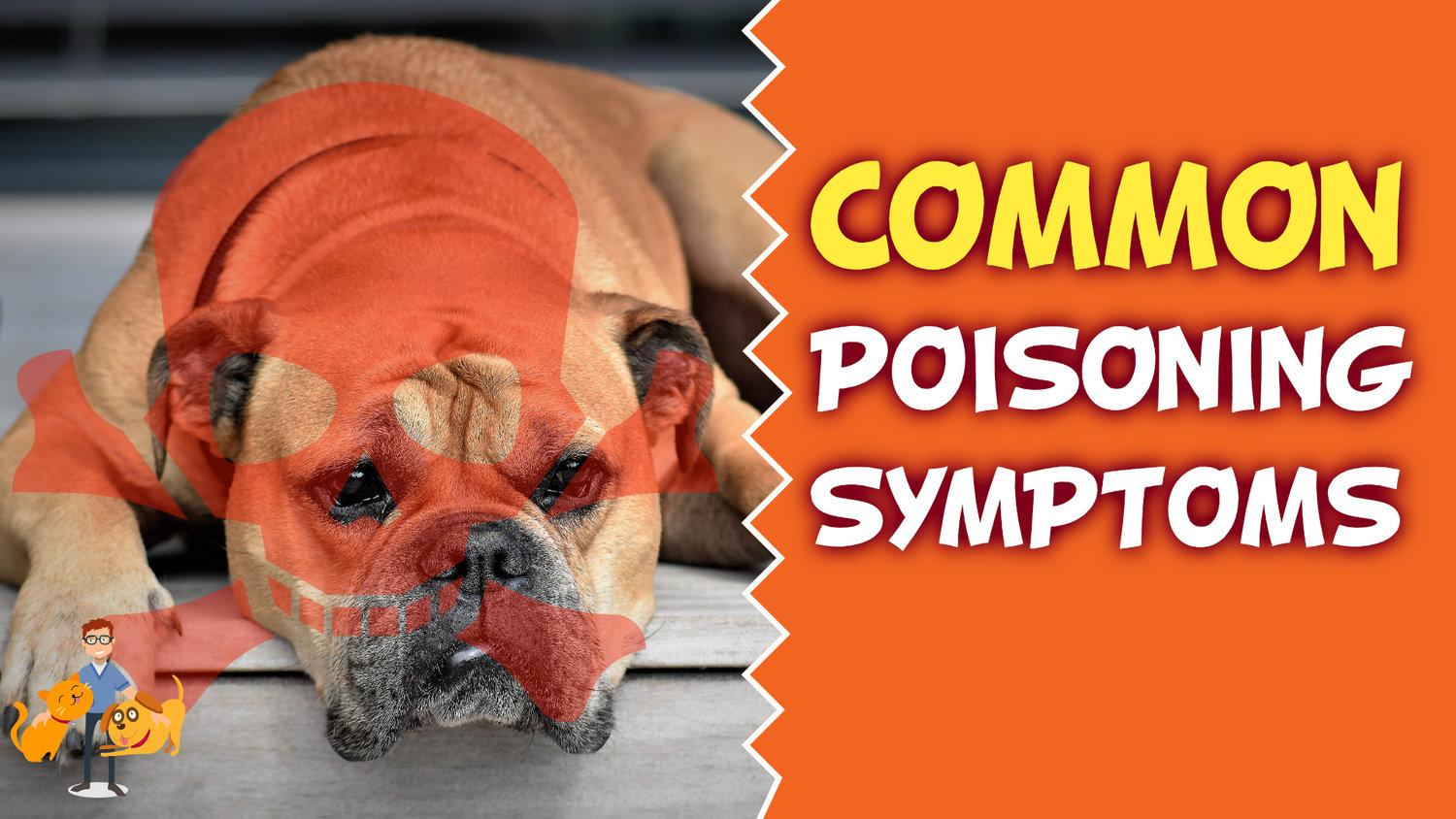 Has Your Dog Been Poisoned? The Deadly Signs of Poisoning — Our Pet's